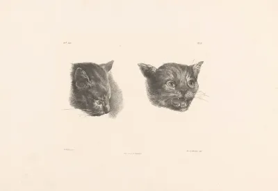 Twee Kattenkoppen
