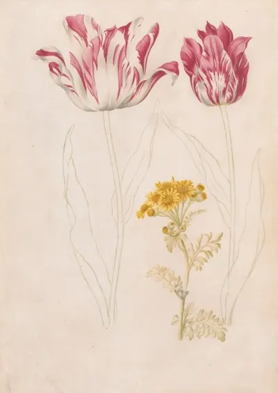 Twee Tulpen En Een Takje Met Gele Bloemen