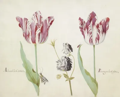 Twee Tulpen Met Akelei Nachtvlinder En Kever Admaral Da Costta Parangun Da Costta