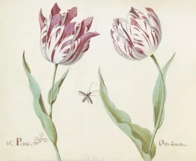 Twee Tulpen Met Insect Gl Petter Otto De Man