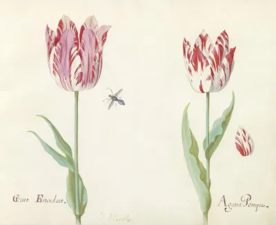 Twee Tulpen Met Los Tulpenblad En Vlieg Groot Estendart Agatta Pompea