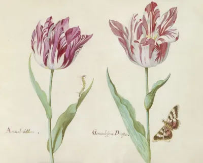 Twee Tulpen Met Rups En Vlinder Amaral Viflora Generalissimo Dacosta