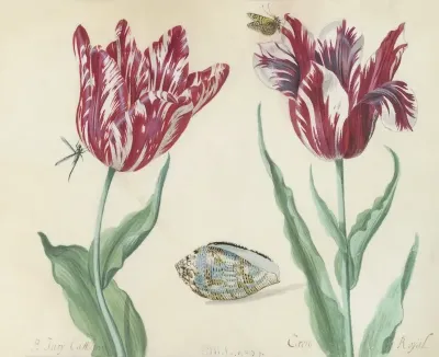 Twee Tulpen Met Schelp Vlinder En Vlieg Minerva Orrienthal