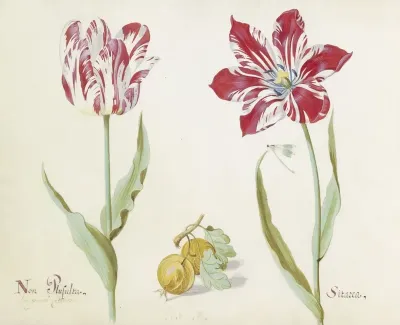 Twee Tulpen Met Twee Gele Vruchten Non Plusulta Sitarea