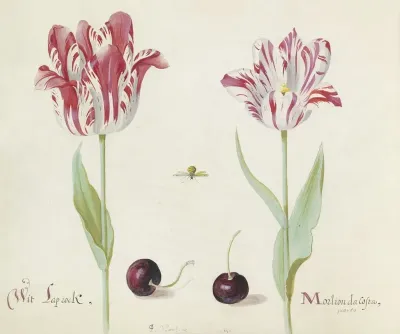 Twee Tulpen Met Twee Kersen En Bij Wit Laprock Morlion Da Costa