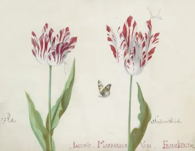 Twee Tulpen Met Vlinder En Twee Waterjuffers Perlla Olinda Van Burch