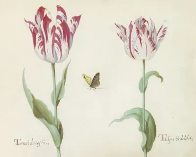 Twee Tulpen Met Vlinder Tornau Da Costa Tulpa Gedeldrig