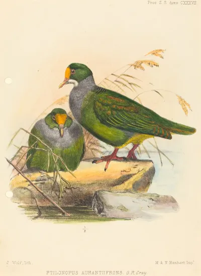 Two Birds Ptilonopus Auranthfrons