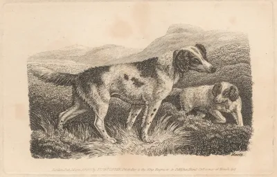 Two Dogs 9