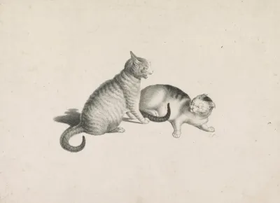 Two Domestic Cats Fighting