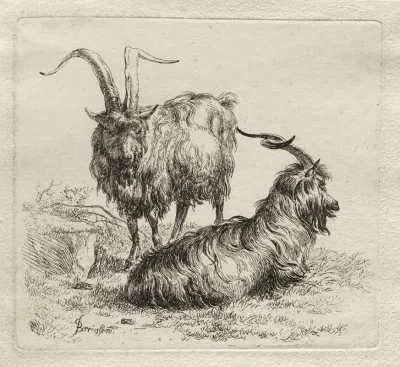 Two Goats 6