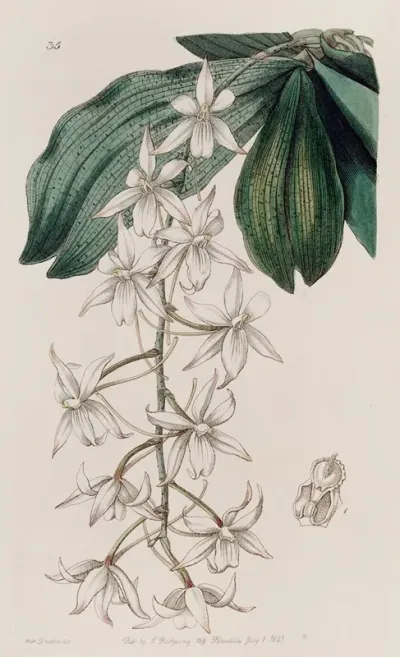 Two Lobed Angurek