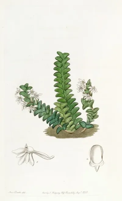 Two Rowed Angraecum