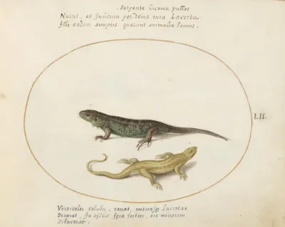 Two Sand Lizards