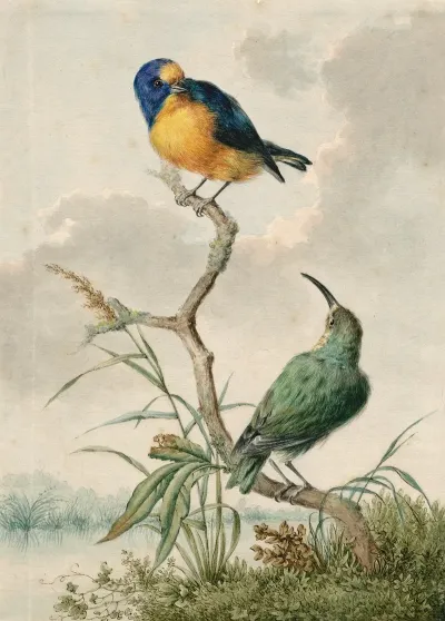 Two Tropical Birds 2