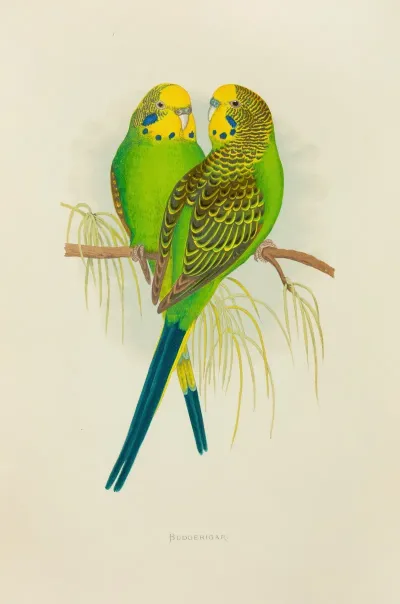 Undulated Grass Parrakeet Or Budgerigar