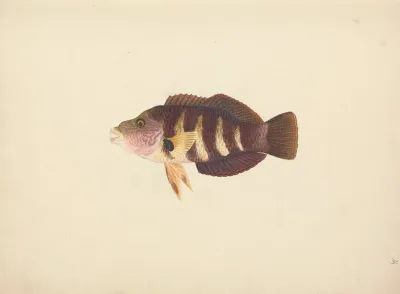 Unidentified Fish 15