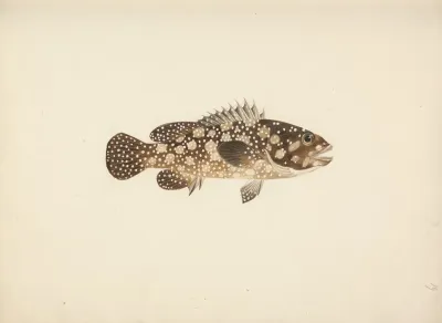 Unidentified Fish 18