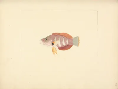 Unidentified Fish 32