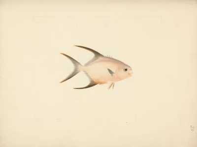 Unidentified Fish 36