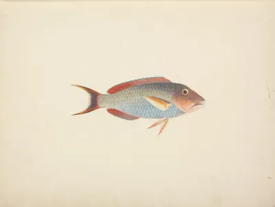 Unidentified Fish 38