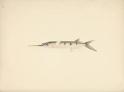 Unidentified Fish 4