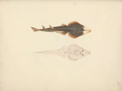 Unidentified Fish 6