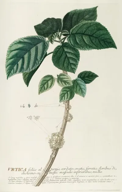 Urtica