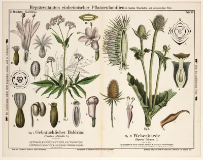 Valeriana Officinalis Dipsacus Fullonum Valeriaan Grote Kaardebol