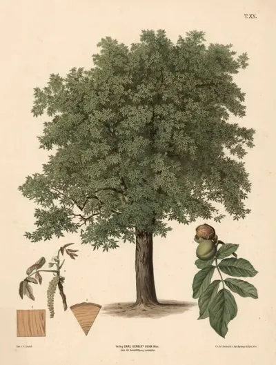 Valnoddetrae