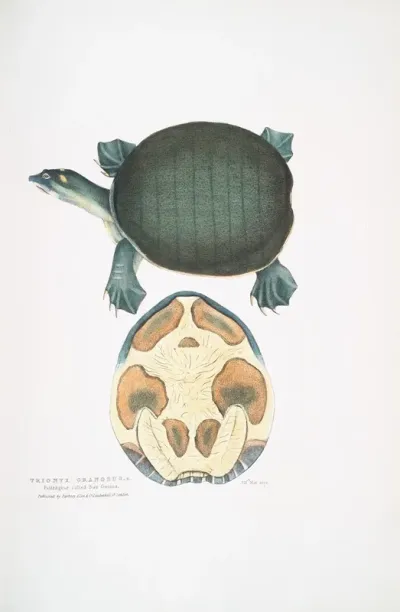 Valvular Trionyx Emyda Punctata Trionyx Granosus