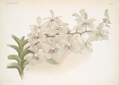 Vanda Ccerulea