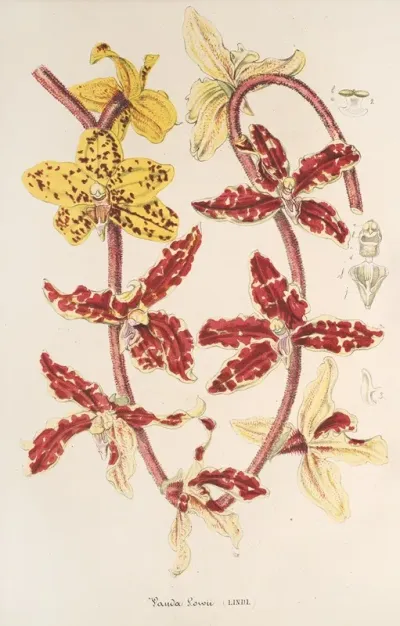 Vanda Lowii Lindl