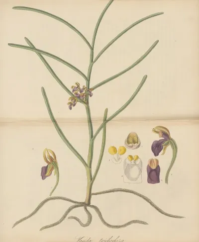 Vanda Trichorhiza