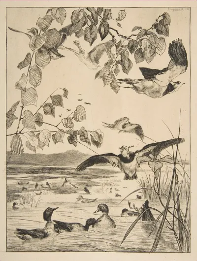 Vanneaux Et Sarcelles