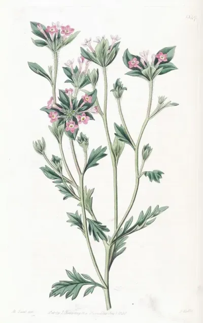 Various Leaved Collomia