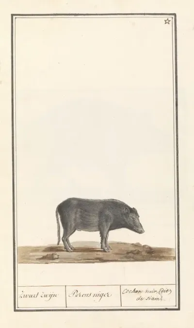 Varken Sus Scrofa Domesticus Zwart Zwijn Porcus Niger Cochon Noir Dit De Siam