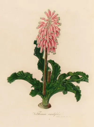 Veltheimia Viridifolia