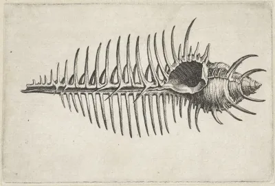 Venusis Comb Murex Murex Pecten