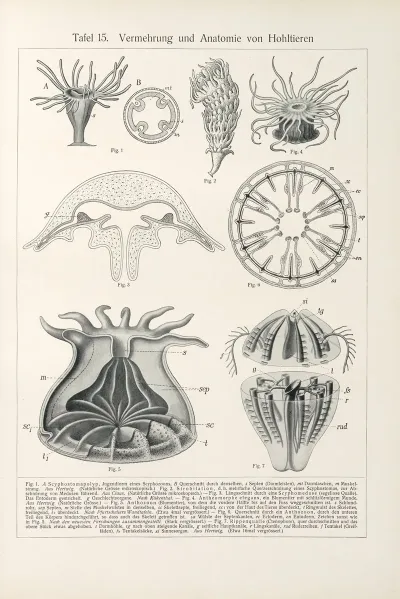 Vermehrung Und Anatomie Von Hohltieren