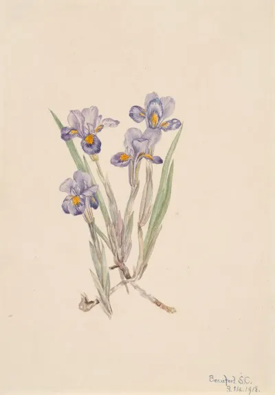 Vernal Iris Iris Verna 2