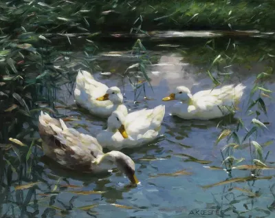 Vier Enten Im Teich