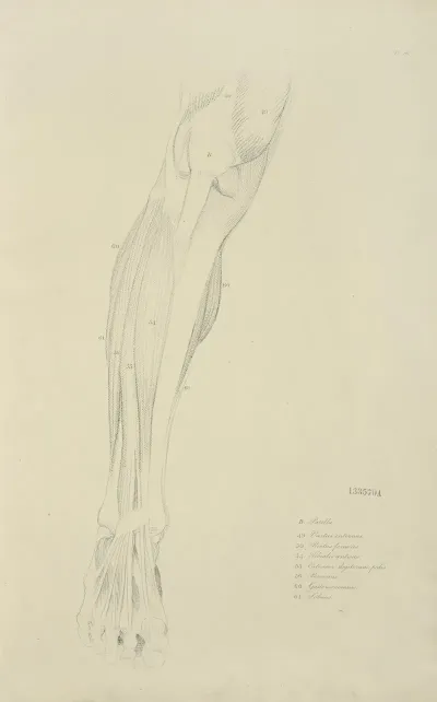 View Of Musculature Of The Leg From The Front