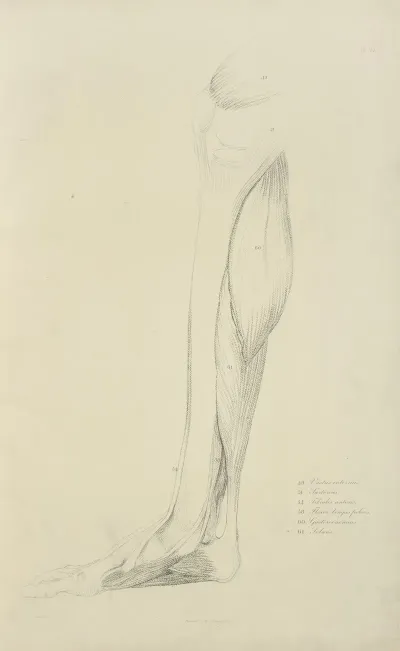 View Of Musculature Of The Leg