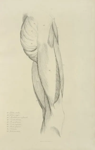 View Of Musculature Of The Upper Leg And Buttock