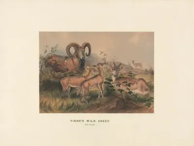 Vignes Wild Sheep 2