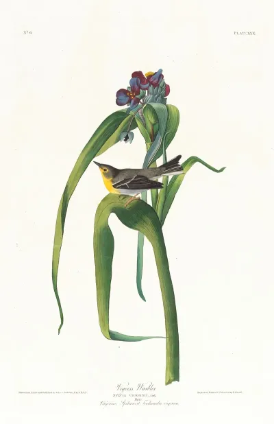 Vigors Warbler
