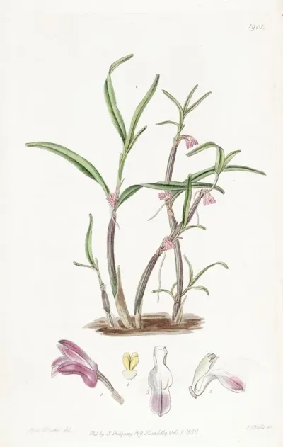 Violet Boatlip