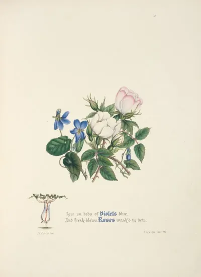 Violets And Roses