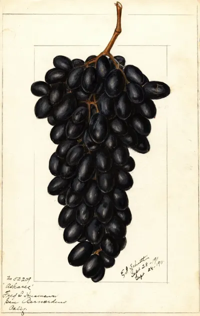 Vitis Askarie